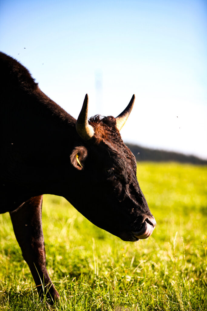 Wagyu Lorenz