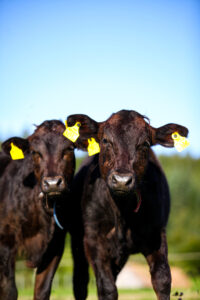 Innviertler Wagyu Jamie und Josy